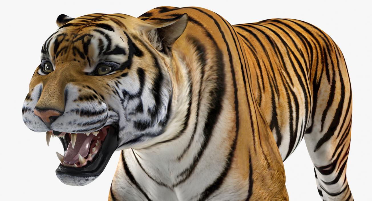 Tiger Rigged 3D