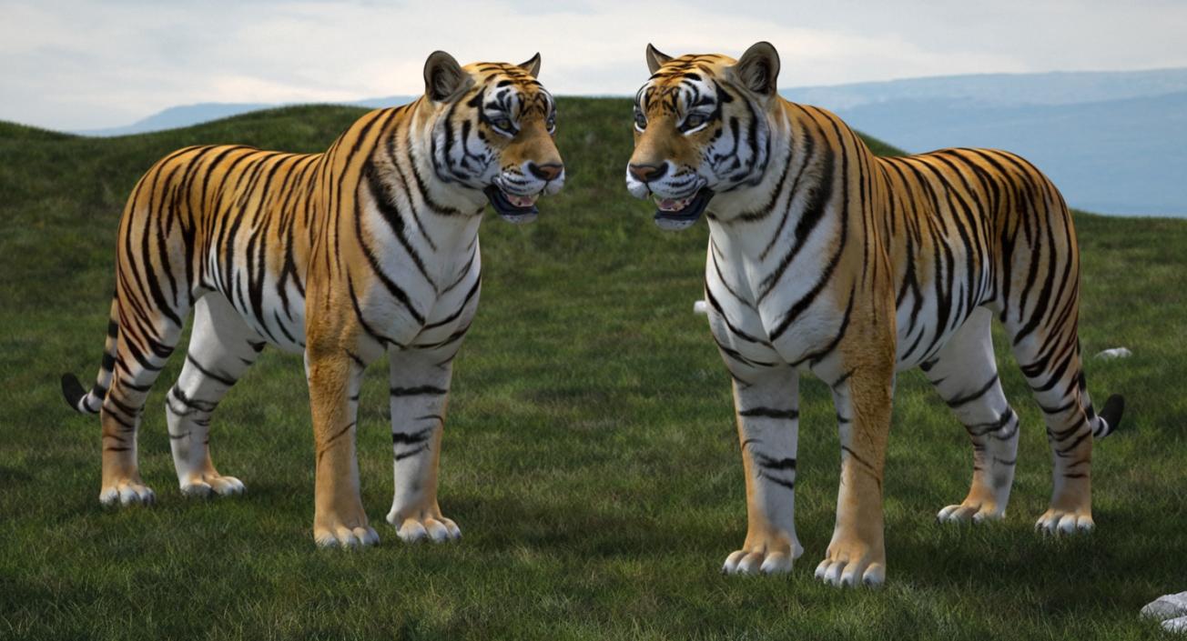 Tiger Rigged 3D