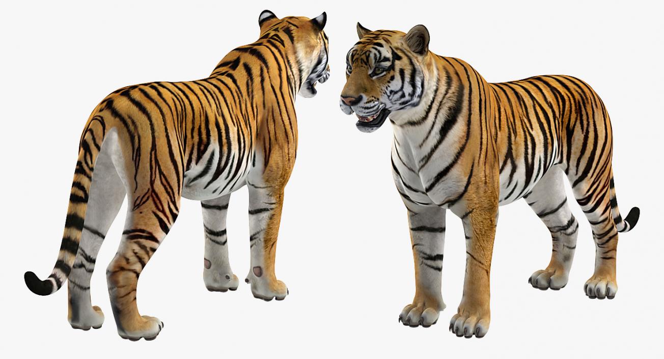 Tiger Rigged 3D