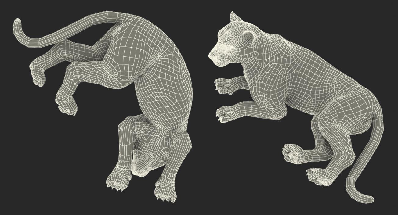 Tiger Rigged 3D