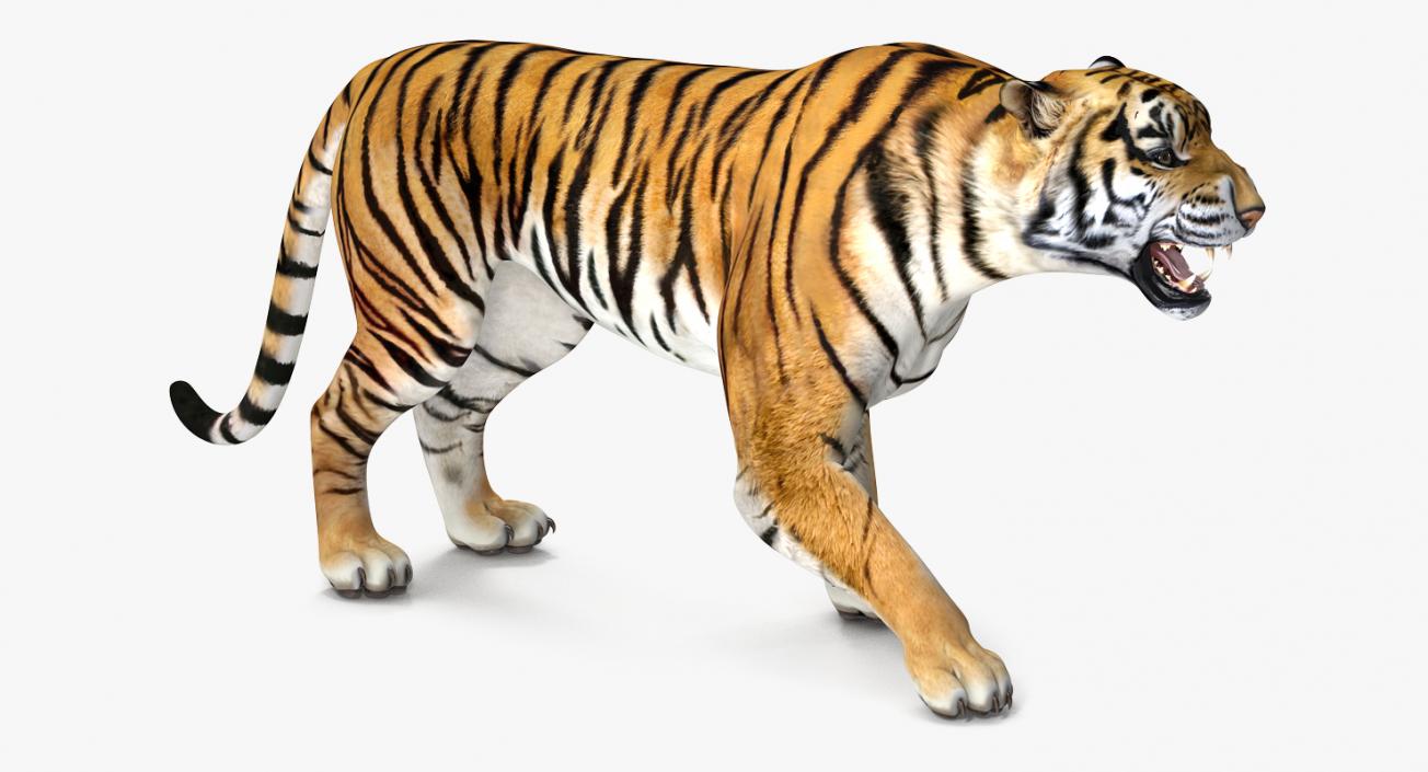 Tiger Rigged 3D