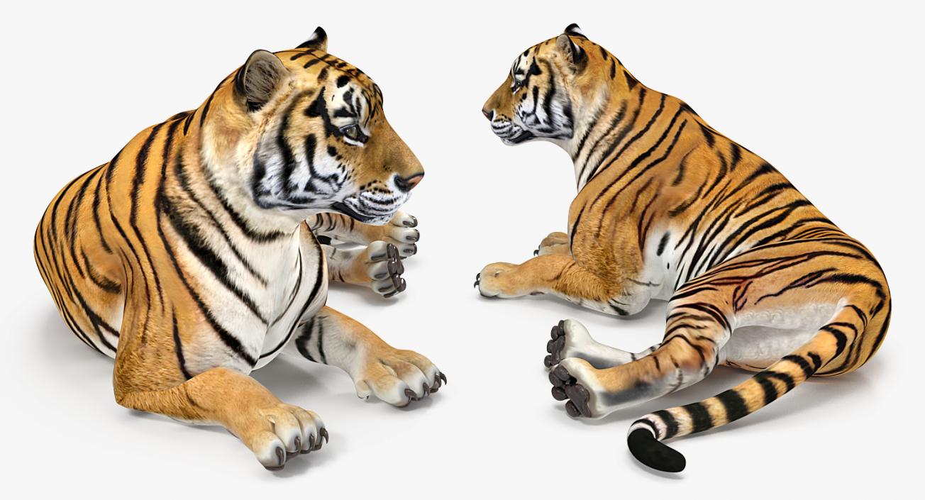 Tiger Rigged 3D