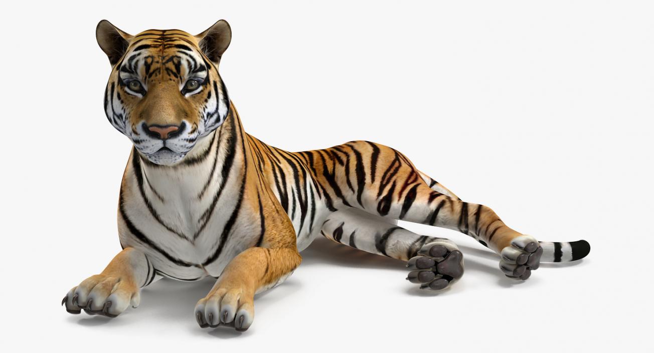 Tiger Rigged 3D