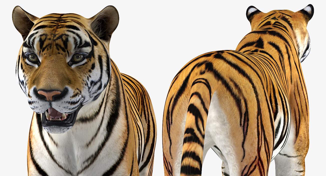 Tiger Rigged 3D