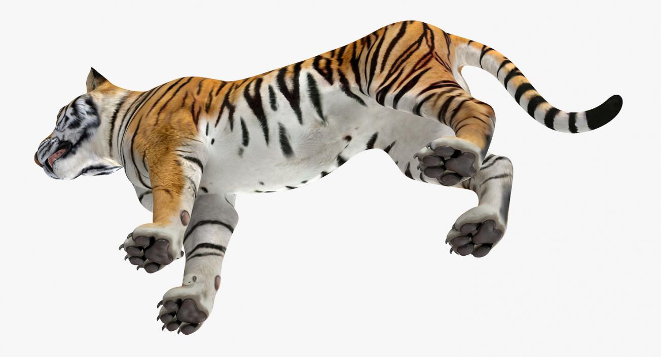 Tiger Rigged 3D