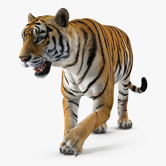 Tiger Rigged 3D