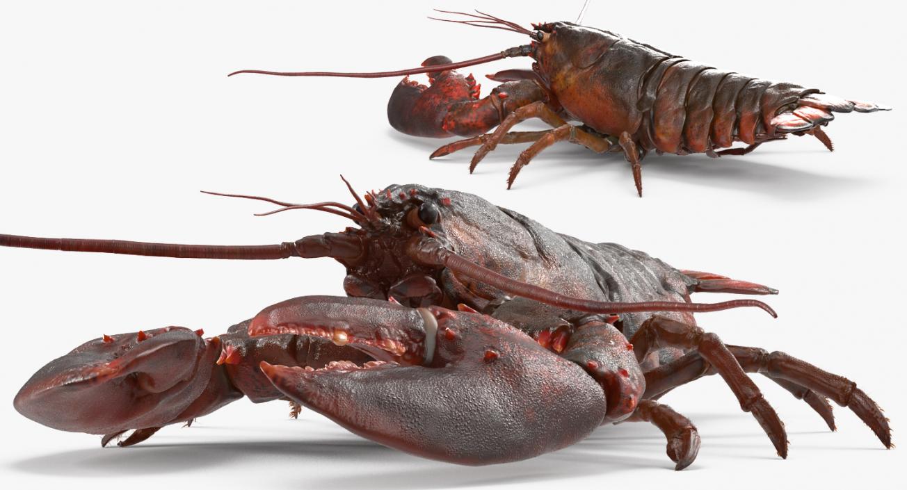 3D Lobster Pose 4 with Fur model