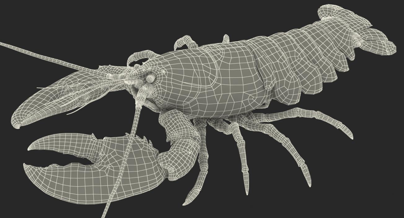 3D Lobster Pose 4 with Fur model