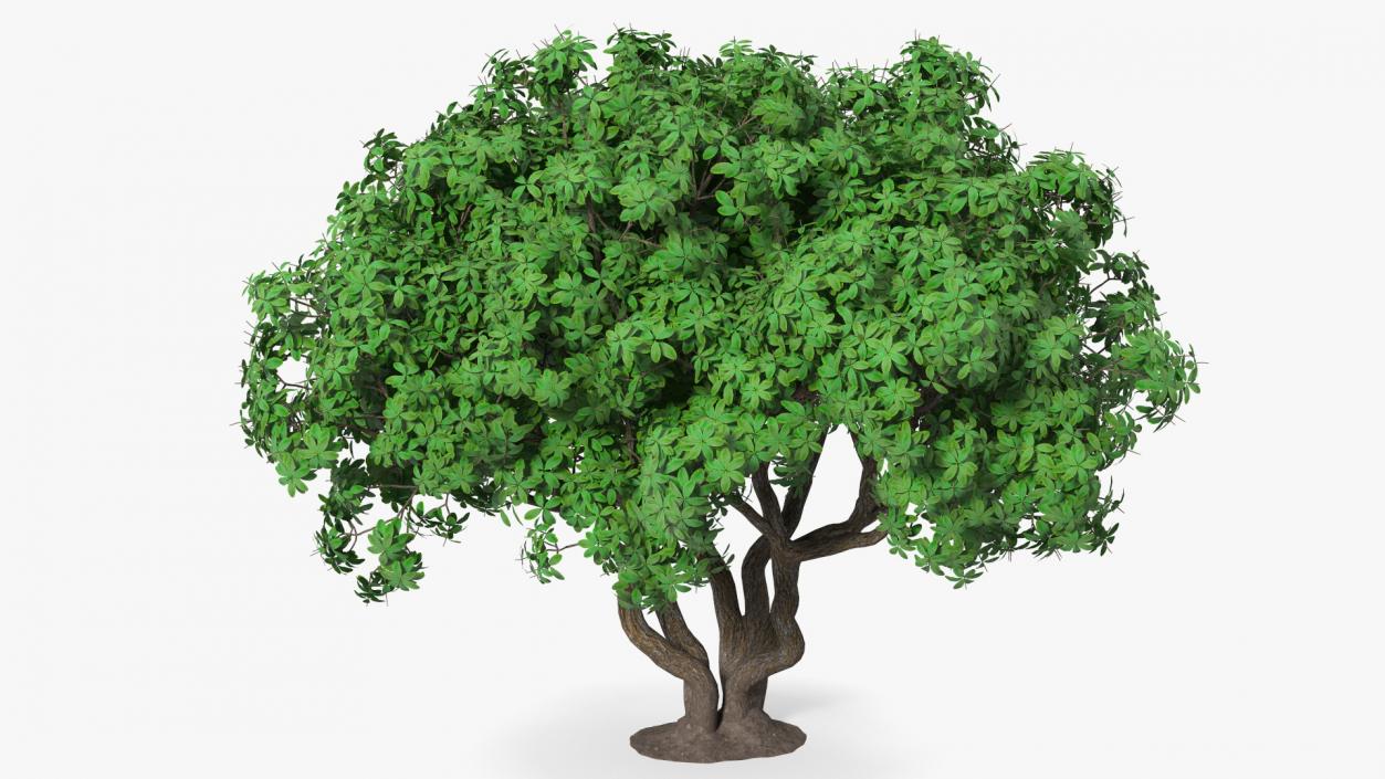 3D model Rhododendron Tree Foliage