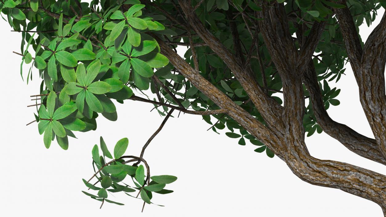 3D model Rhododendron Tree Foliage