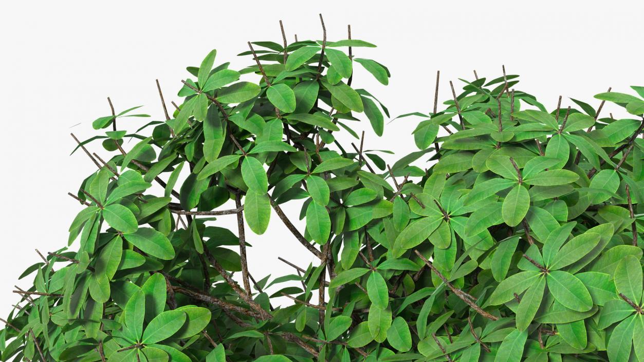 3D model Rhododendron Tree Foliage