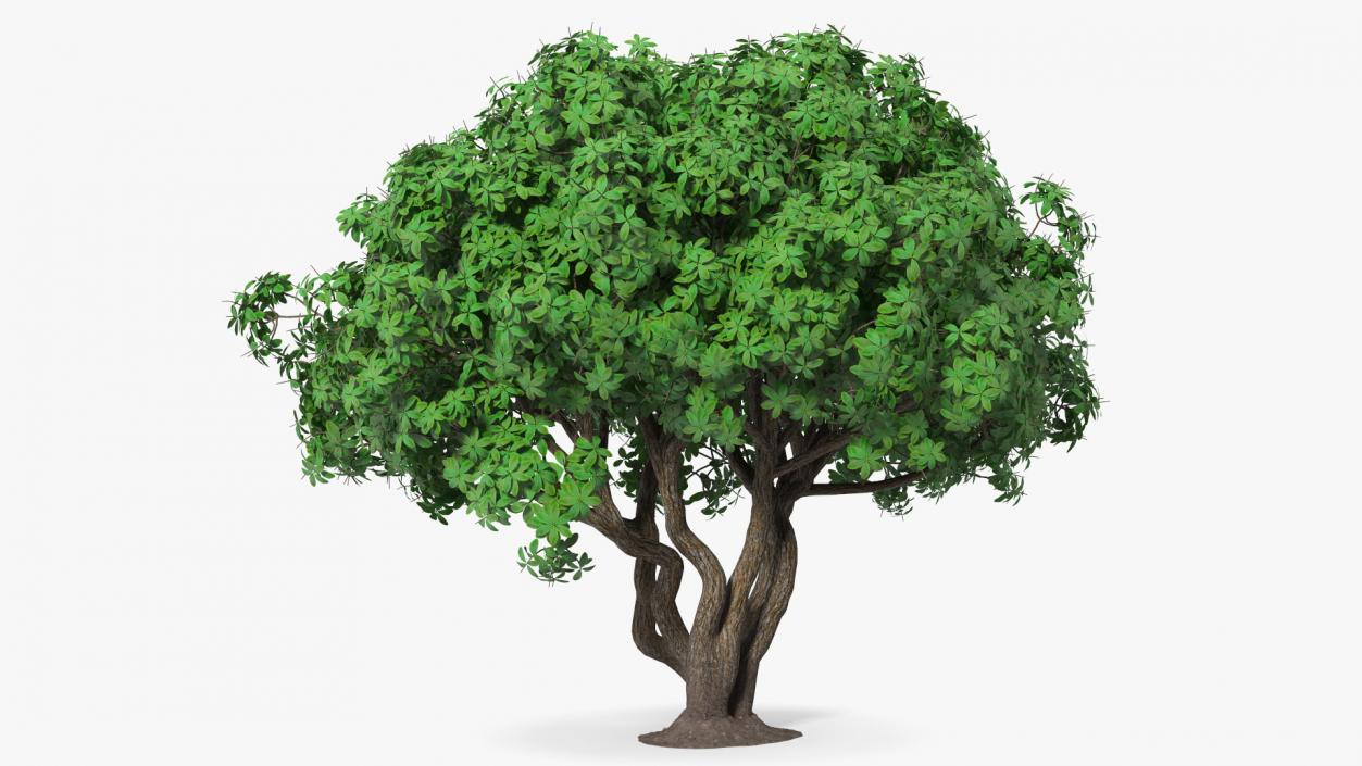 3D model Rhododendron Tree Foliage