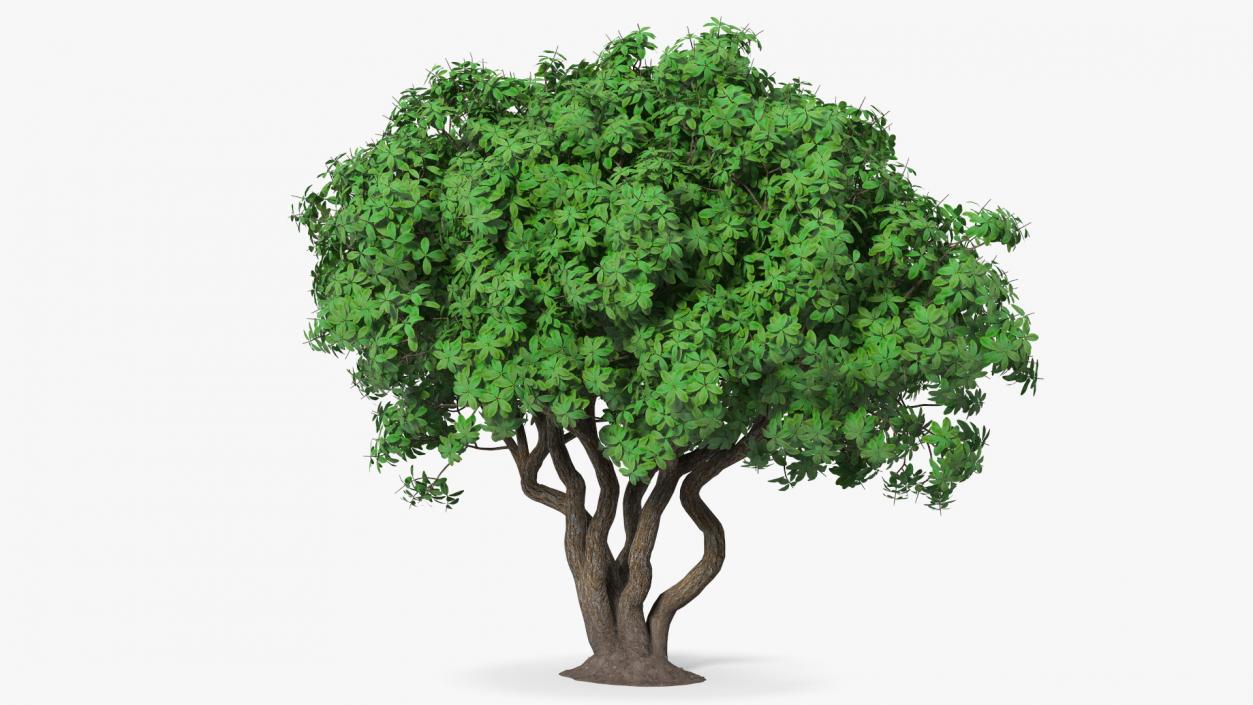 3D model Rhododendron Tree Foliage