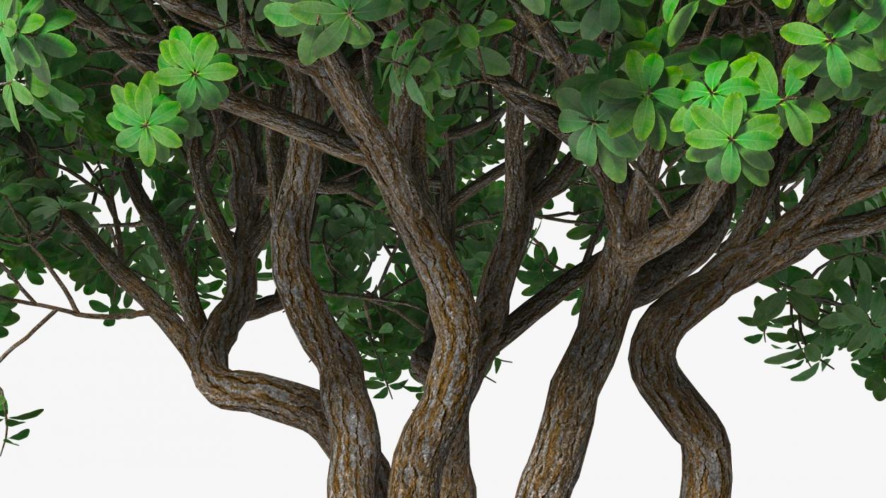 3D model Rhododendron Tree Foliage