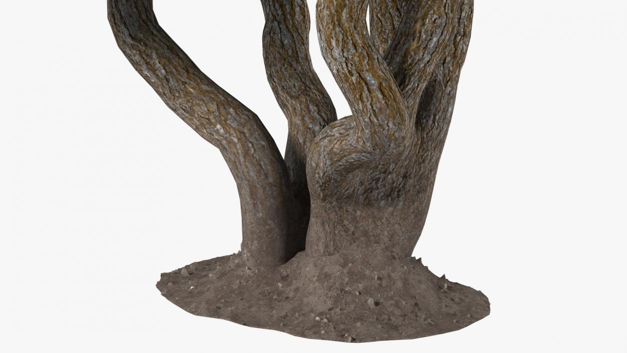 3D model Rhododendron Tree Foliage