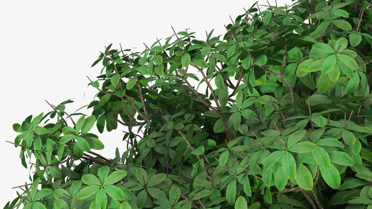 3D model Rhododendron Tree Foliage