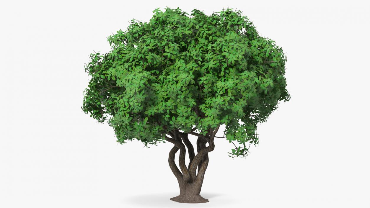 3D model Rhododendron Tree Foliage