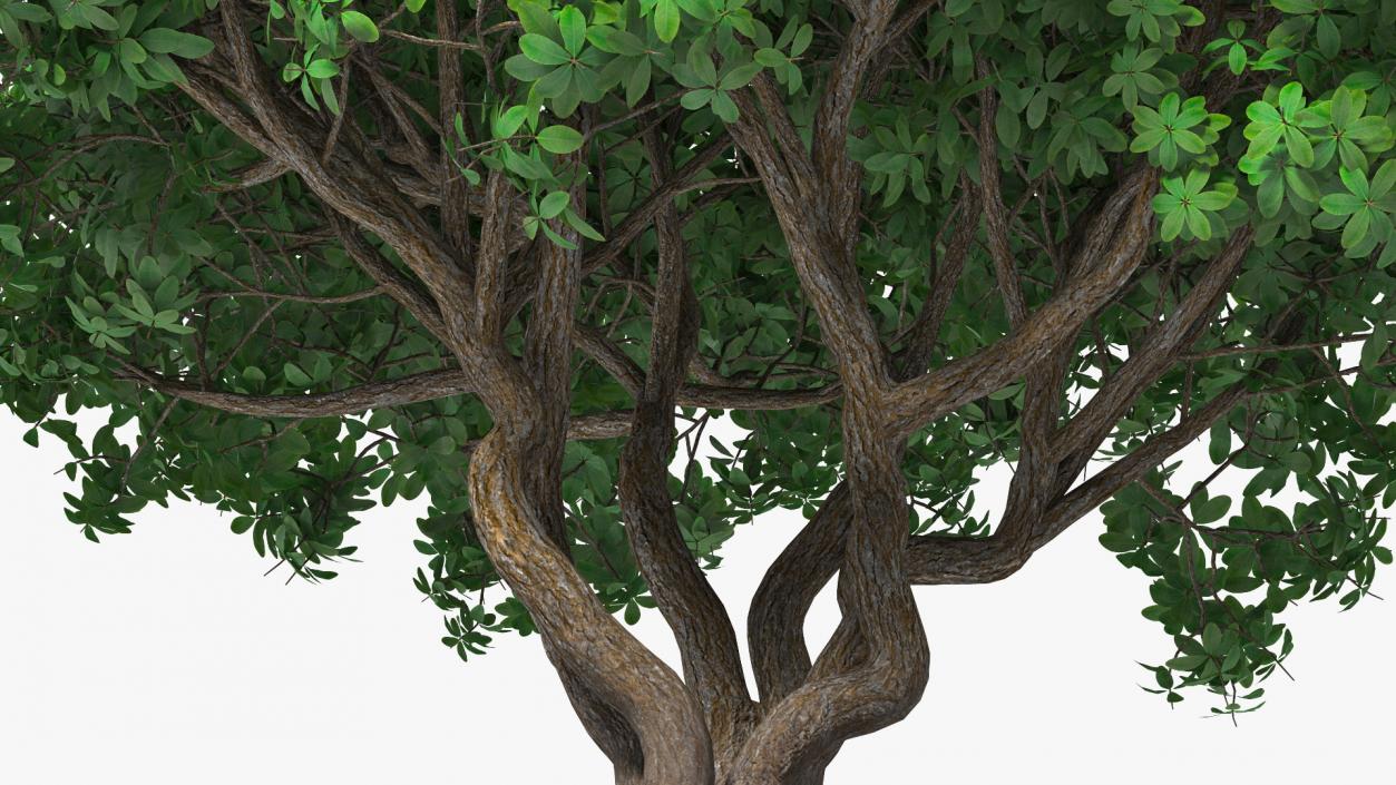 3D model Rhododendron Tree Foliage