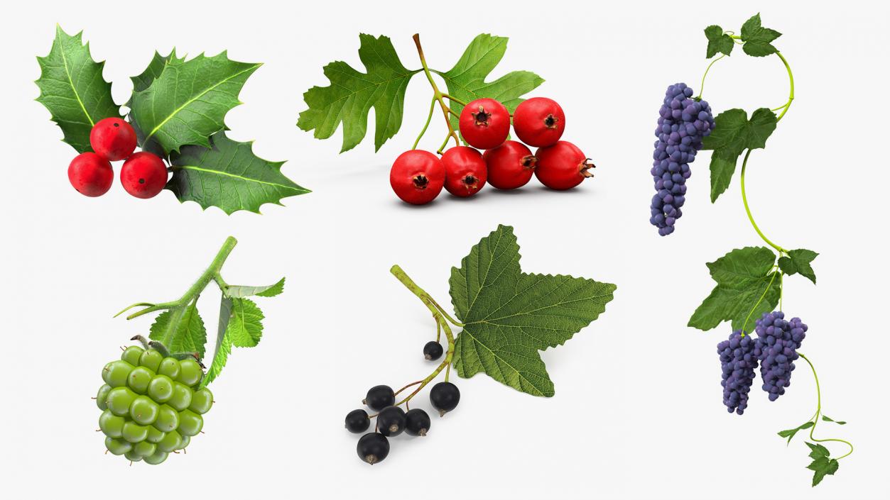 Berry Branches Collection 4 3D