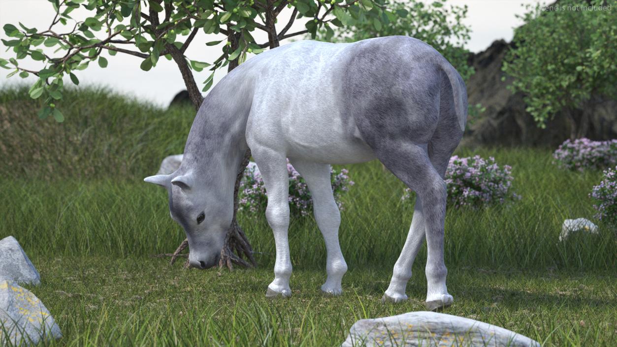 3D model Shetland Pony White Rigged for Cinema 4D