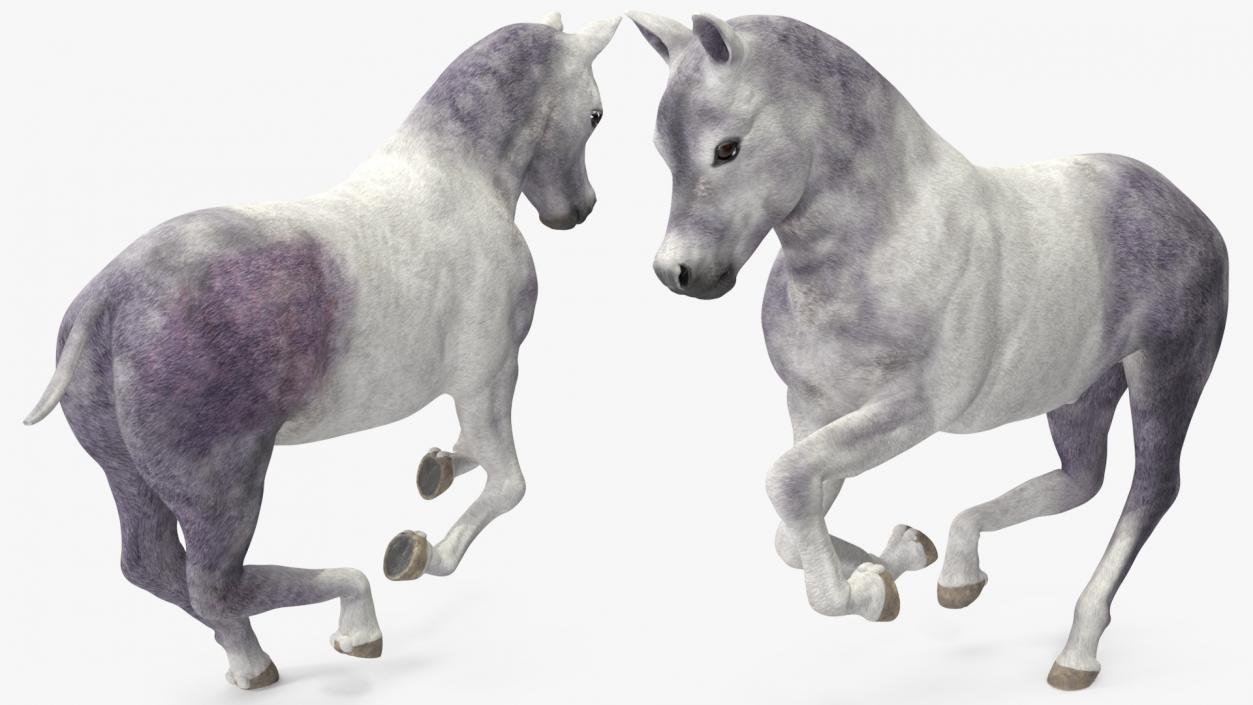 3D model Shetland Pony White Rigged for Cinema 4D