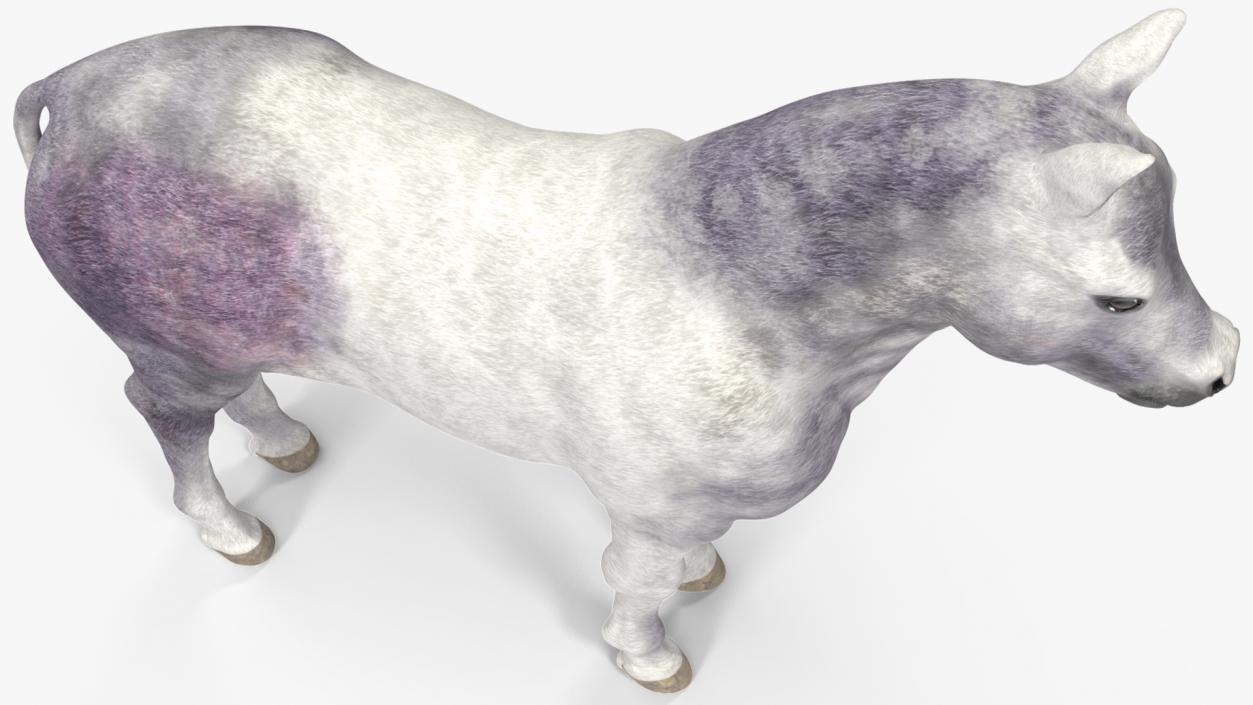 3D model Shetland Pony White Rigged for Cinema 4D