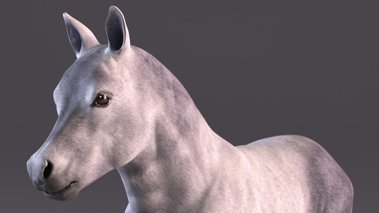 3D model Shetland Pony White Rigged for Cinema 4D