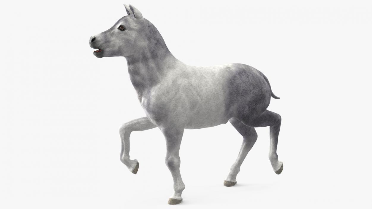 3D model Shetland Pony White Rigged for Cinema 4D