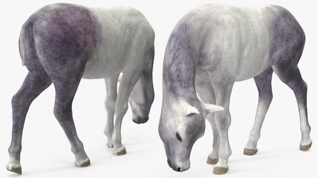 3D model Shetland Pony White Rigged for Cinema 4D