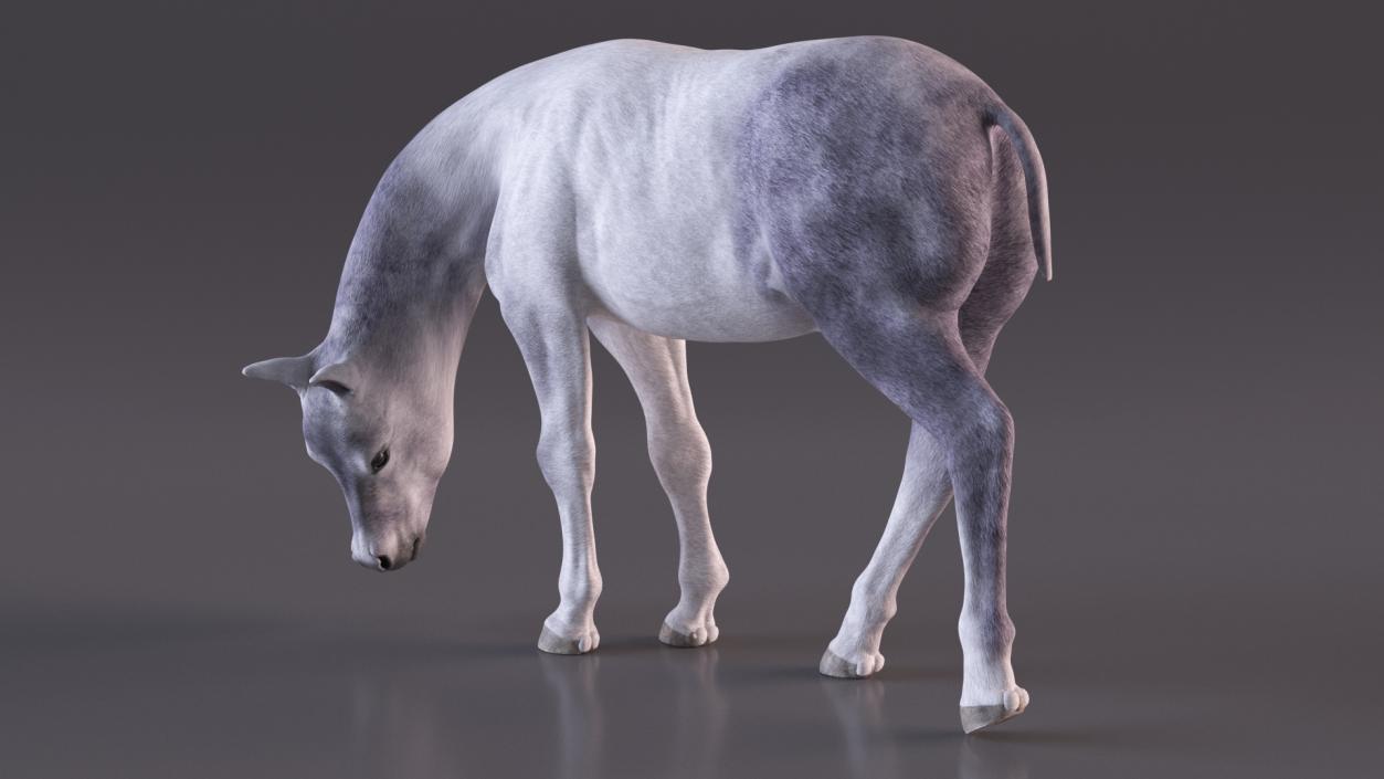 3D model Shetland Pony White Rigged for Cinema 4D