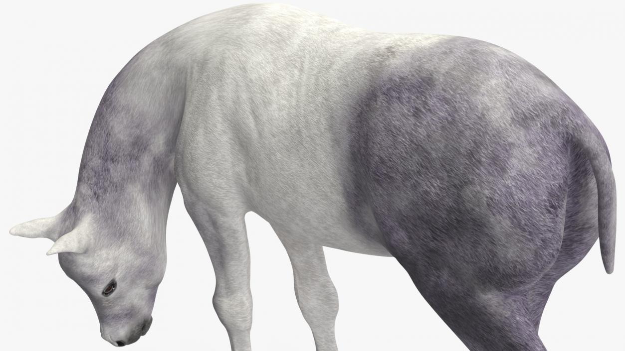 3D model Shetland Pony White Rigged for Cinema 4D