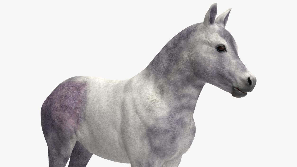 3D model Shetland Pony White Rigged for Cinema 4D