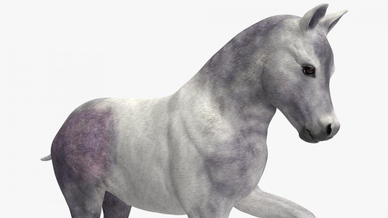 3D model Shetland Pony White Rigged for Cinema 4D