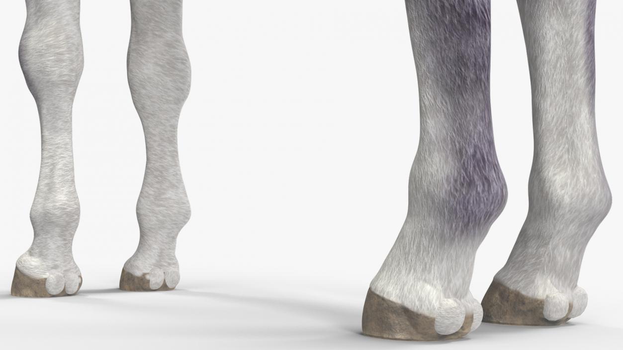 3D model Shetland Pony White Rigged for Cinema 4D