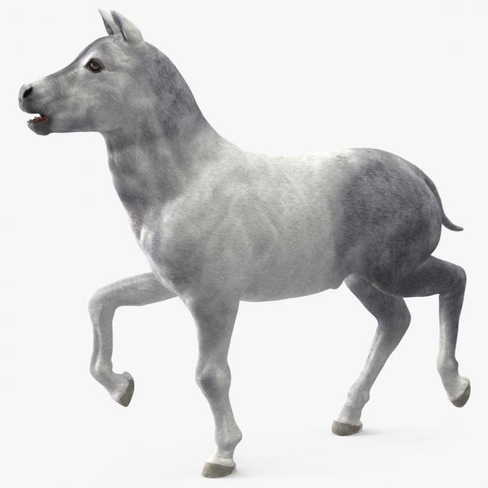 3D model Shetland Pony White Rigged for Cinema 4D