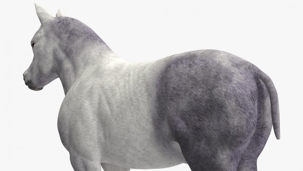 3D model Shetland Pony White Rigged for Cinema 4D