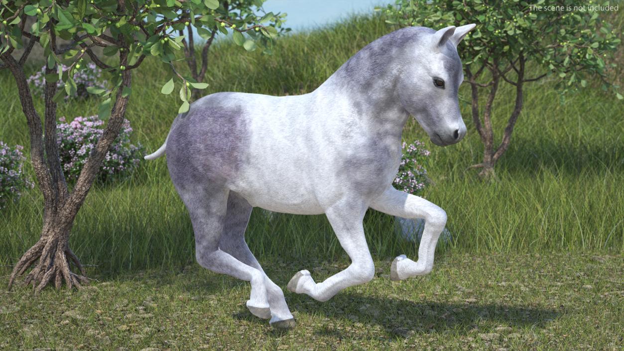 3D model Shetland Pony White Rigged for Cinema 4D