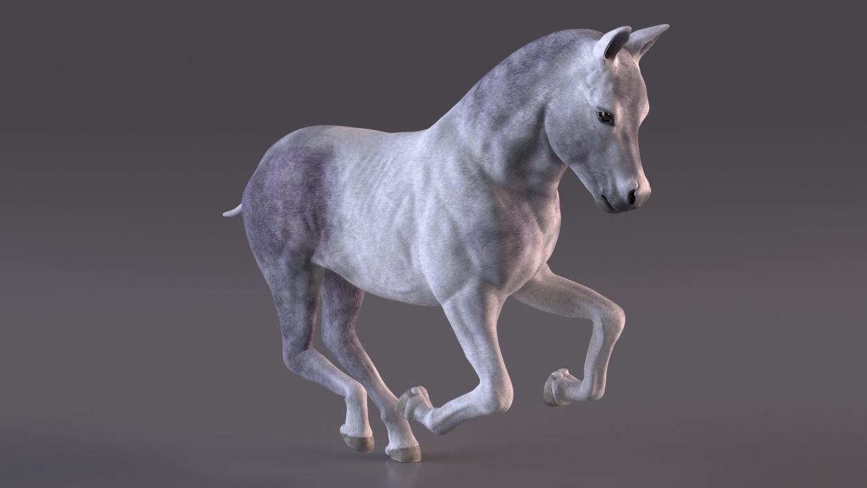 3D model Shetland Pony White Rigged for Cinema 4D