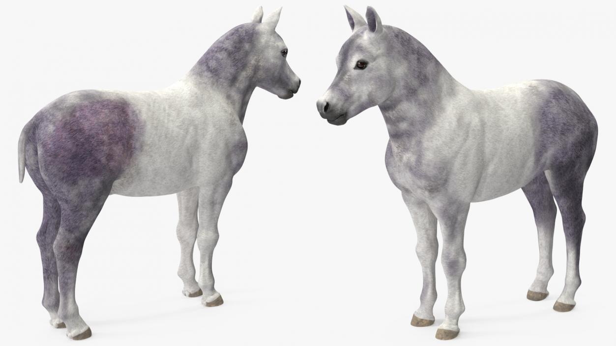 3D model Shetland Pony White Rigged for Cinema 4D