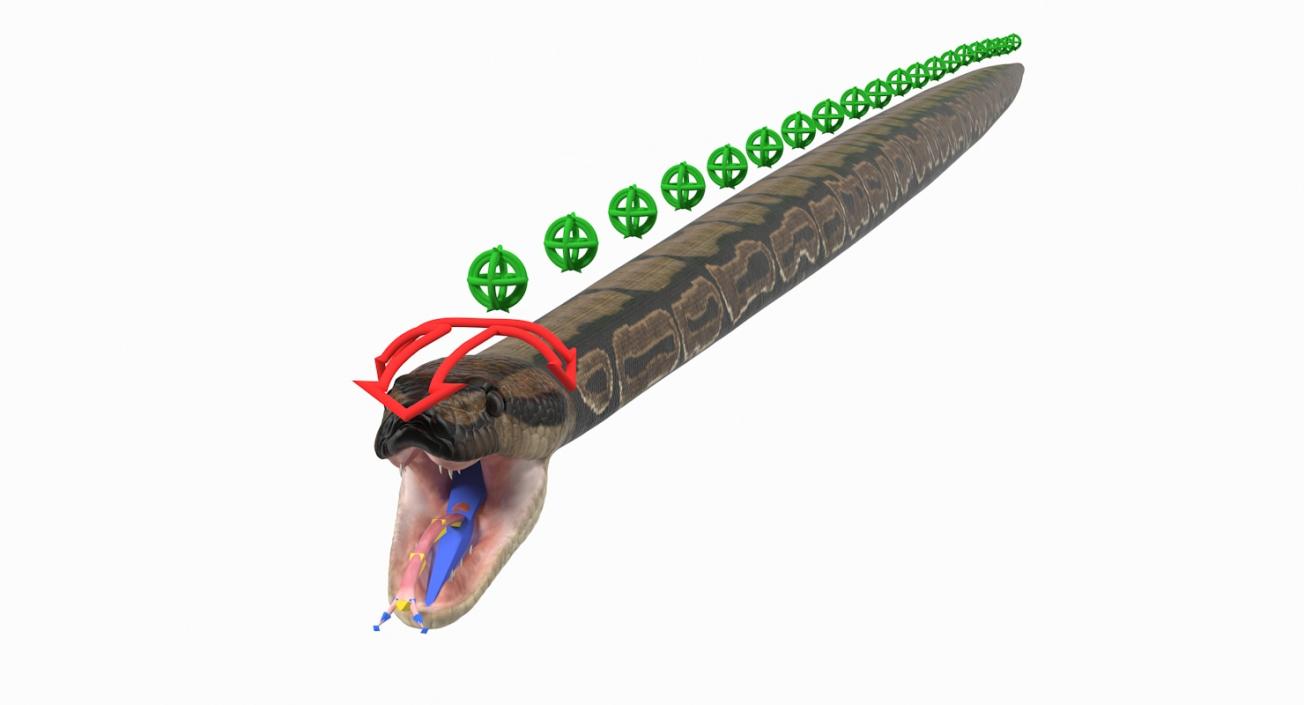 3D model Brown Python Snake Rigged