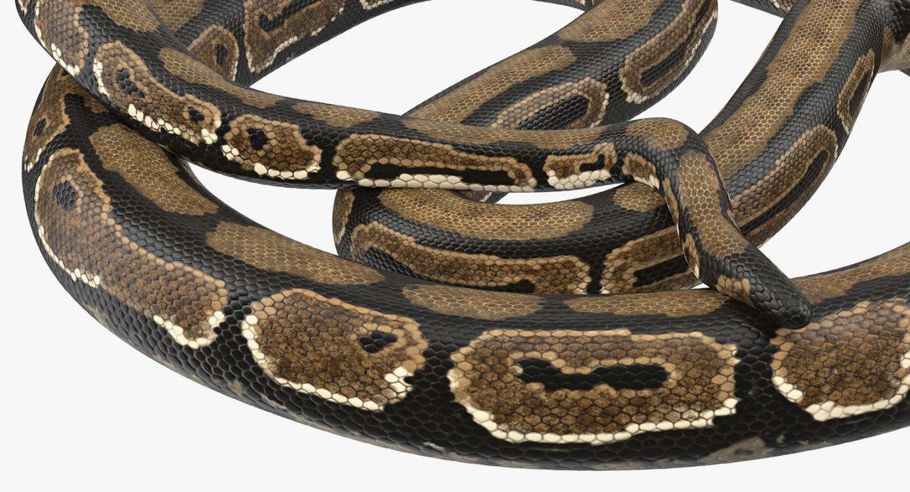 3D model Brown Python Snake Rigged