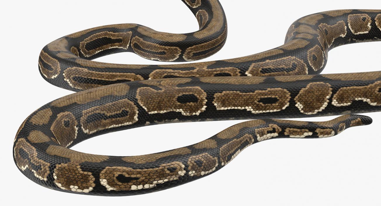 3D model Brown Python Snake Rigged