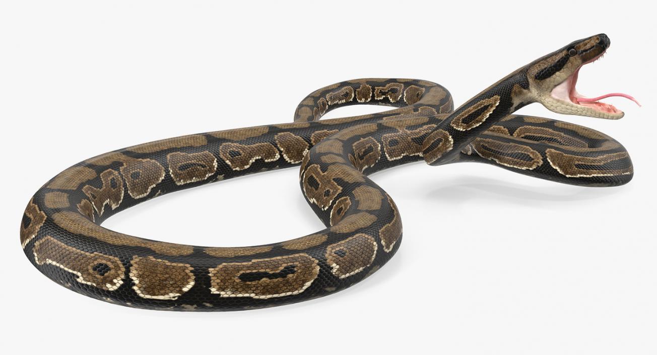 3D model Brown Python Snake Rigged