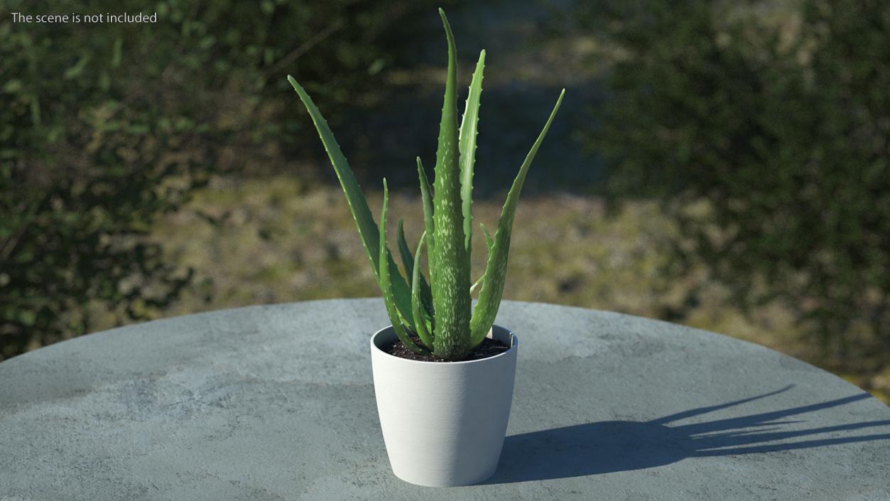 Aloe Pot Plant 3D model