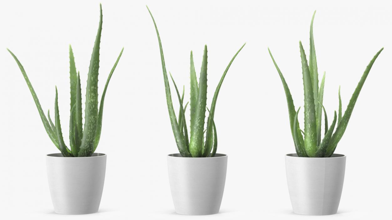 Aloe Pot Plant 3D model