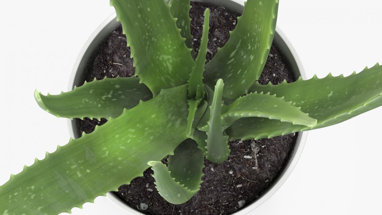 Aloe Pot Plant 3D model