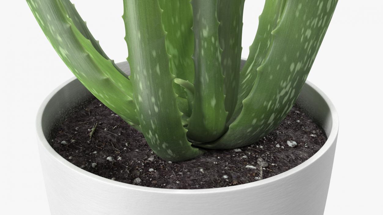 Aloe Pot Plant 3D model