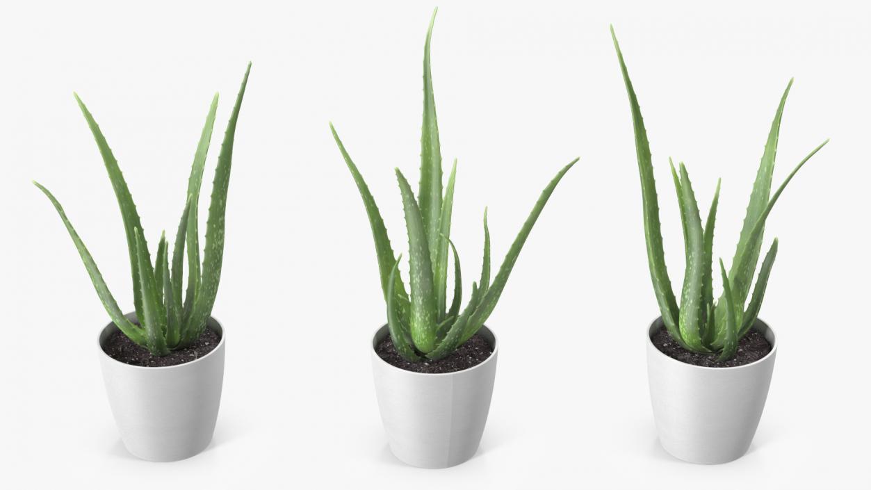 Aloe Pot Plant 3D model