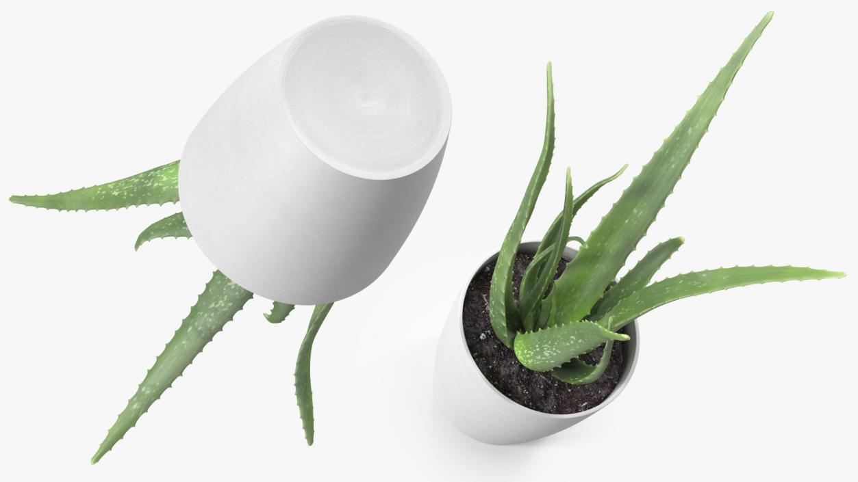 Aloe Pot Plant 3D model