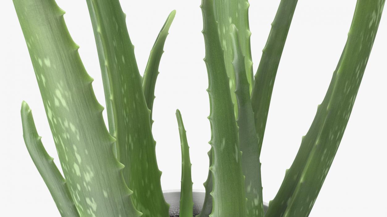 Aloe Pot Plant 3D model